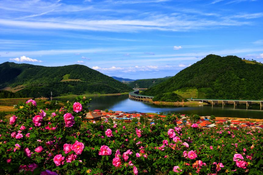 靖宇縣花園口鎮松江花海。